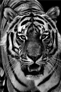 A Tiger Coming for You in Black and White Journal