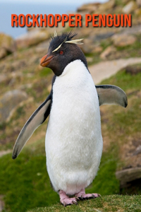 Rockhopper Penguin