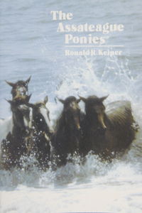 Assateague Ponies