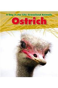 Ostrich