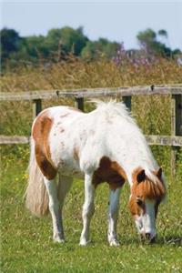 The Shetland Pony Journal