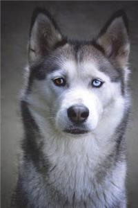 The Sled Dog Journal