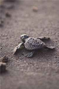 Baby Sea Turtle on the Move Journal: 150 page lined notebook/diary