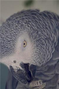 Grey Parrot Close-Up Portrait Pretty Bird Journal