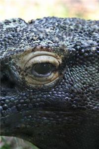 Komodo Dragon