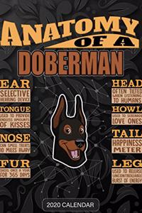 Anatomy Of A Doberman
