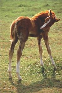 2020 Weekly Planner Horse Photo Equine Itchy Foal 134 Pages