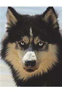 Husky Dog Breed Dogs Canine Huskies Sled Sledding Snow Iditarod Alaska Paws Paw