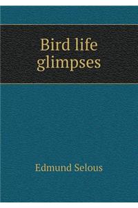 Bird life glimpses