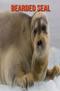 Bearded Seal