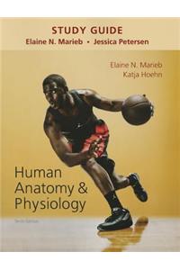 Study Guide for Human Anatomy & Physiology