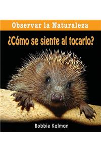 ¿Cómo Se Siente Al Tocarlo? (How Does It Feel?)