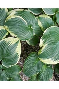 Backyard Hosta School Composition Book