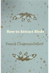 How to Attract Birds