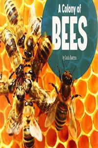 A Colony of Bees
