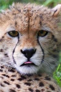 Cheetah Cub Journal: 150 page lined notebook/diary