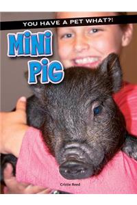 Mini Pig