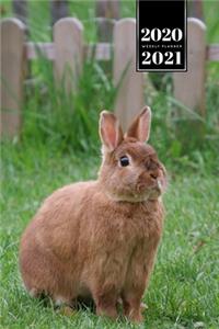 Rabbit Bunny Hare Rodent Week Planner Weekly Organizer Calendar 2020 / 2021 - Sitting in Garden