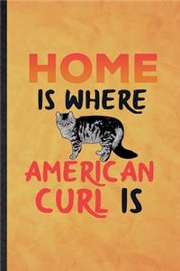 Home Is Where American Curl Is