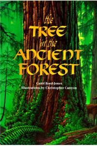 Tree in the Ancient Forest