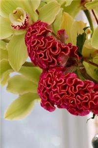 Red Celosia Argentea Cockscomb Journal