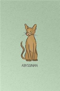 Abyssinian