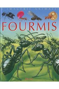 Fourmis - Imagerie Animale