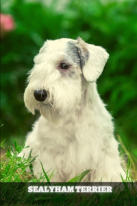 Sealyham Terrier