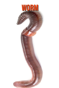 Worm