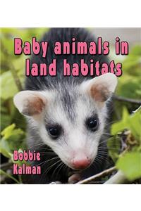 Baby Animals in Land Habitats