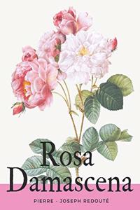 Rosa Damascena