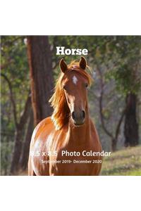 Horses 8.5 X 8.5 Calendar September 2019 -December 2020