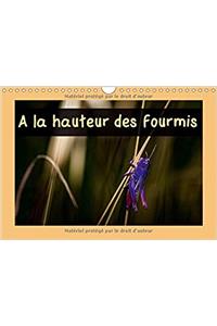 Hauteur Des Fourmis 2017