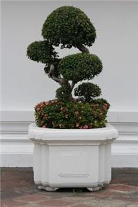 Bonsai Tree Journal