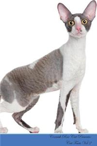 Cornish Rex Cat Presents