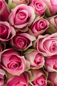 Pink Roses