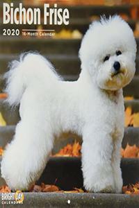 BICHON FRISE WALL CALENDAR 2020