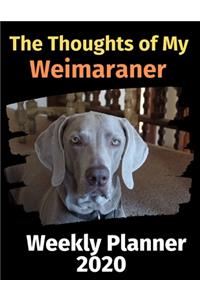 The Thoughts of My Weimaraner
