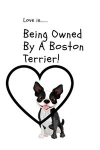 Love is...Being Owned By A Boston Terrier