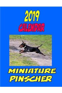 2019 Calendar Miniature Pinscher