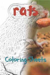 Rat Coloring Sheets