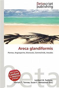 Areca Glandiformis