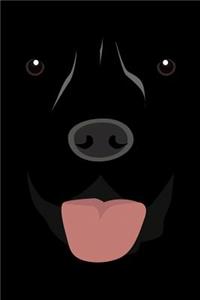 Labrador Face