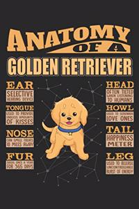 Anatomy Of A Golden Retriever