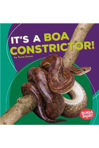 It's a Boa Constrictor!