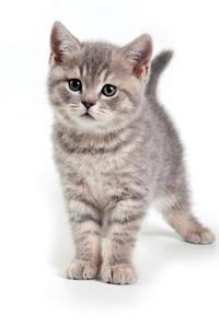 British Kitten March Notebook & Journal. Productivity Work Planner & Idea Notepad