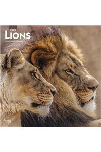 Lions 2020 Square Wall Calendar