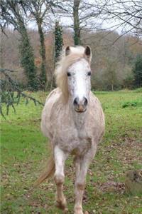 Lovely Red Speckled White Horse in a Pasture Journal