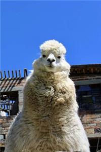 Llama Notebook
