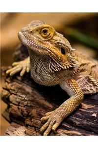 Daily Organizer and Planner